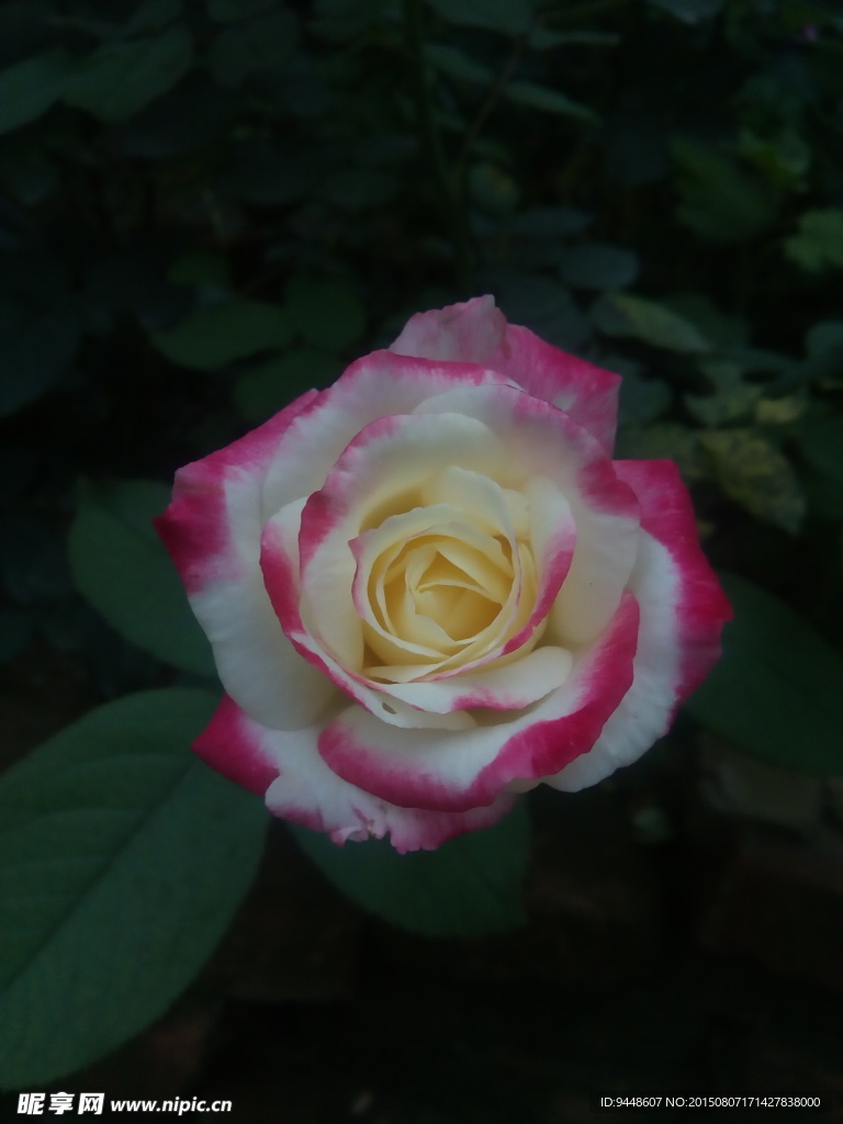 月季花
