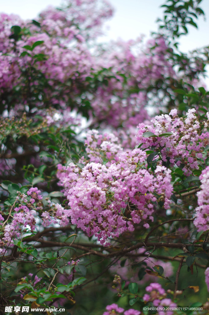 紫荆花