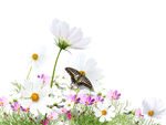蝴蝶花卉