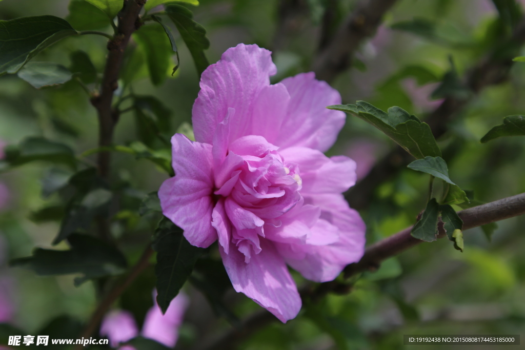 木槿花