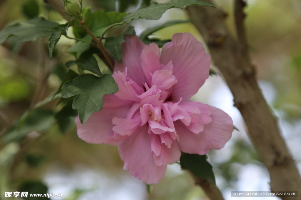 木槿花