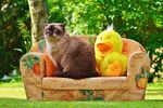 猫