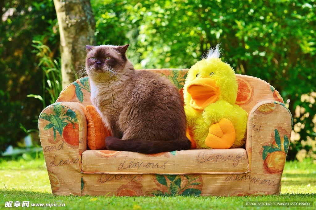 猫