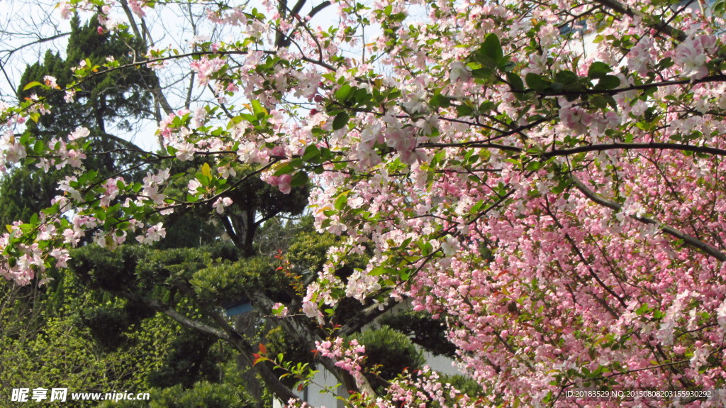海棠花