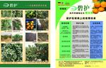 柑橘宣传单