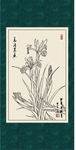 鸢尾