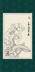 美人蕉