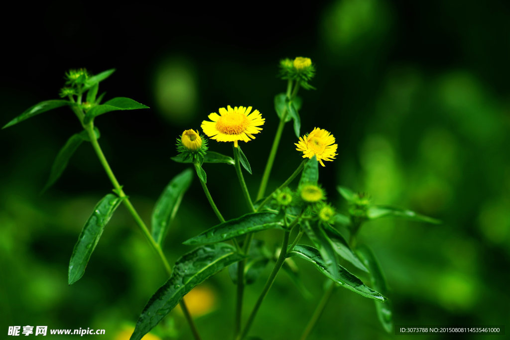 邹菊