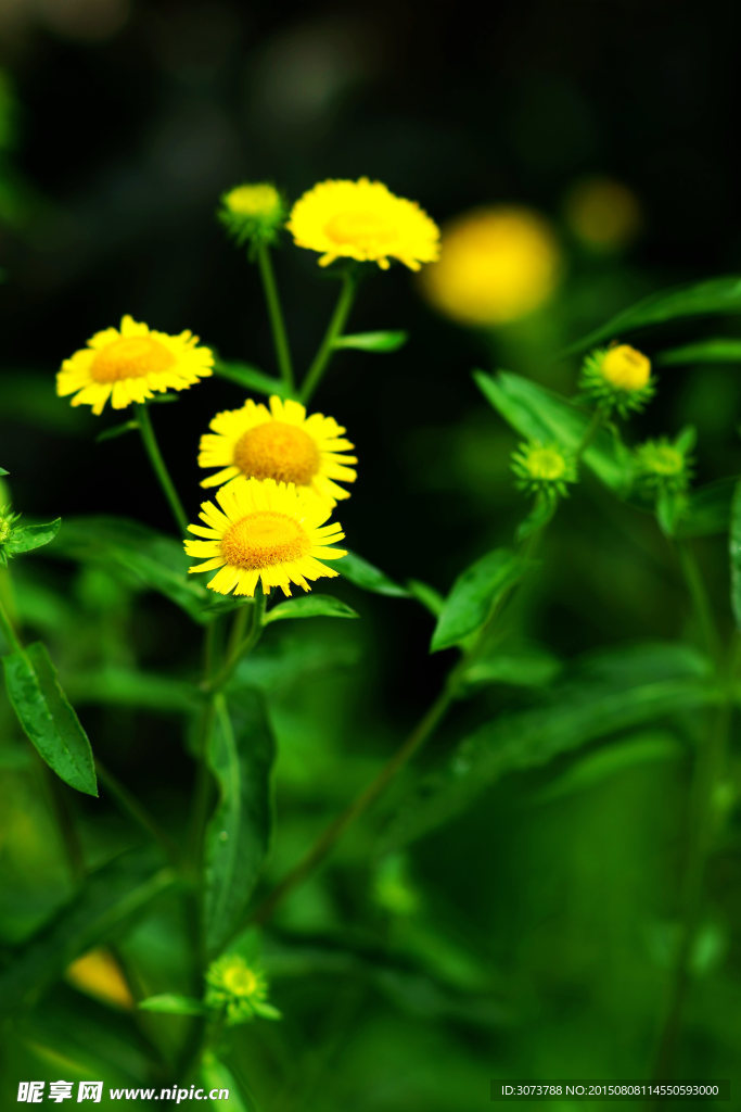 邹菊