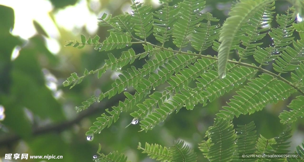 雨中树叶