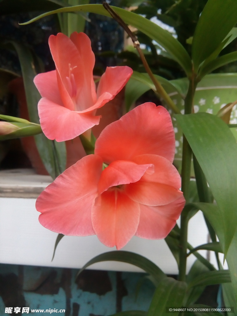 剑兰花