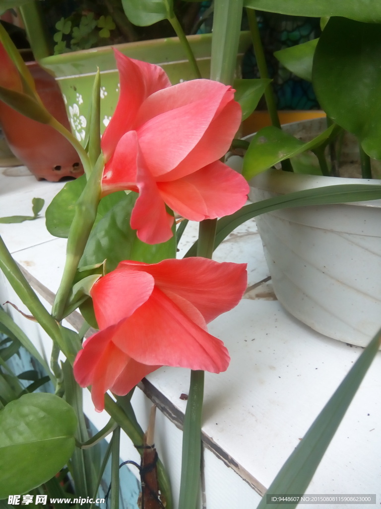 剑兰花