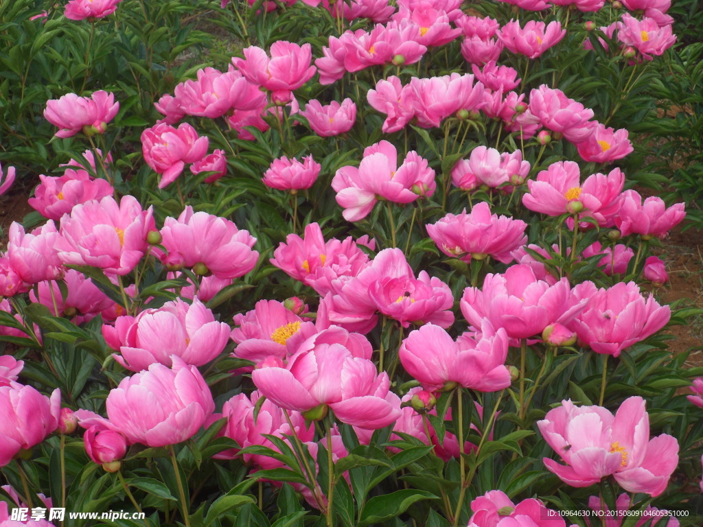 芍药