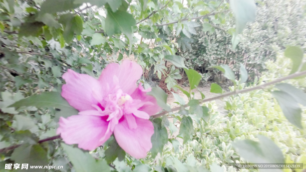 独朵牡丹花