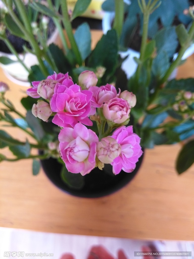 长寿花