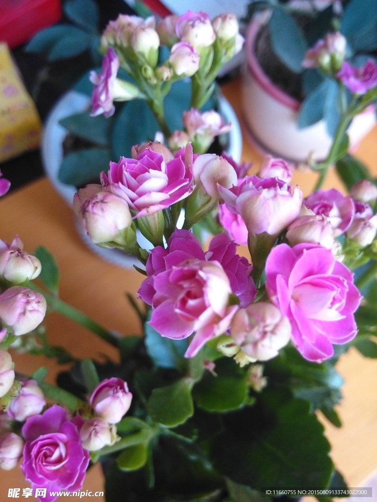 长寿花