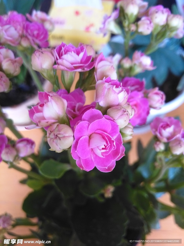 长寿花