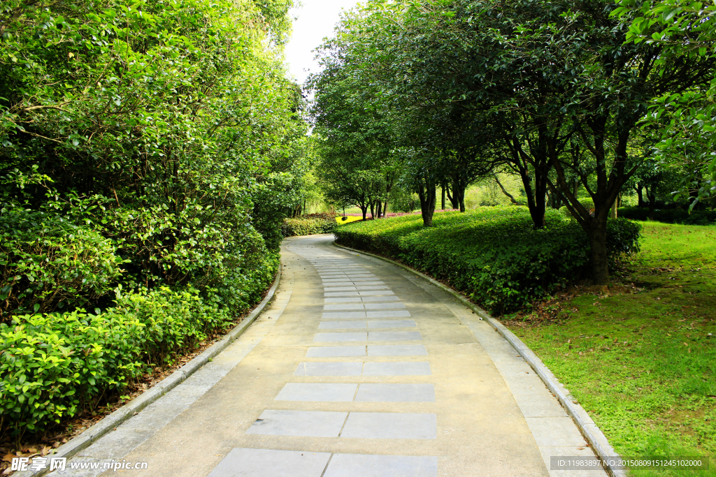 植物园里的道路