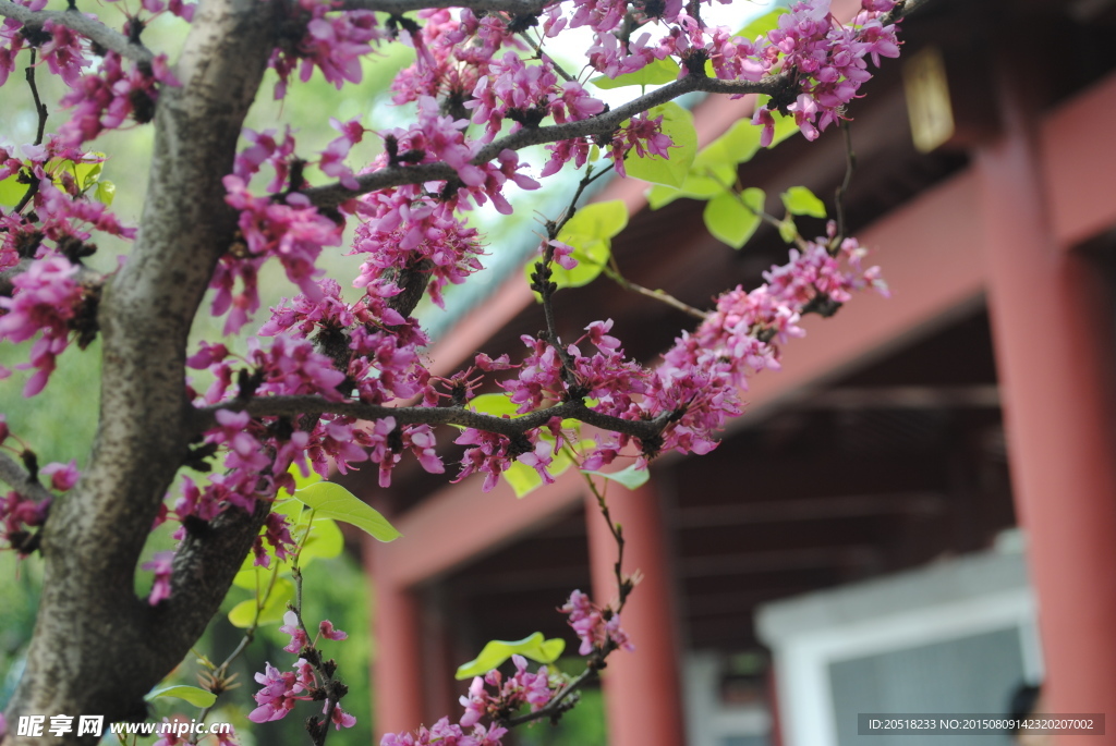 高清梅花