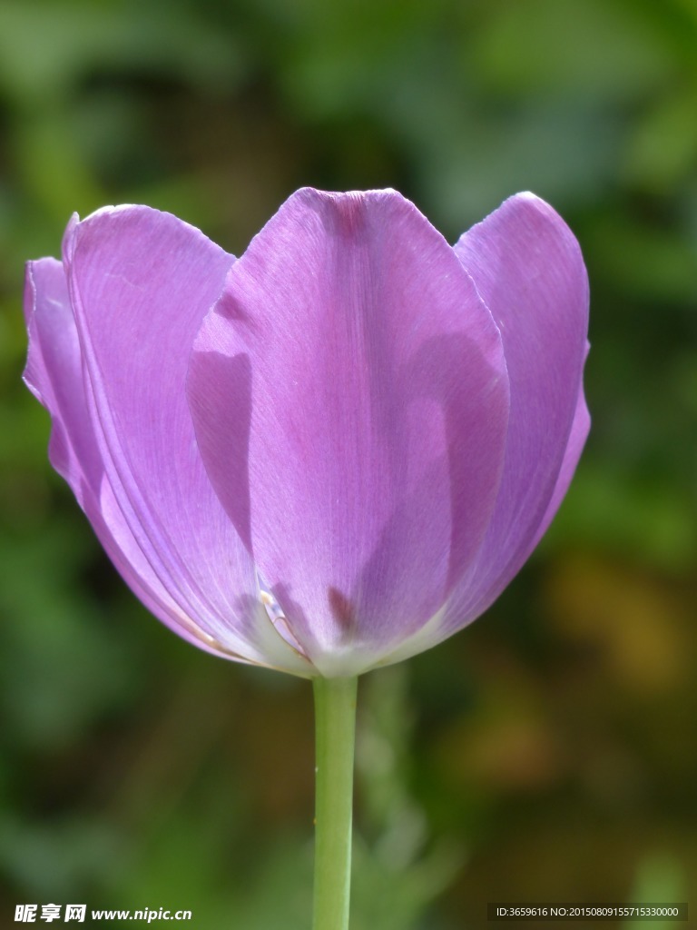 花儿