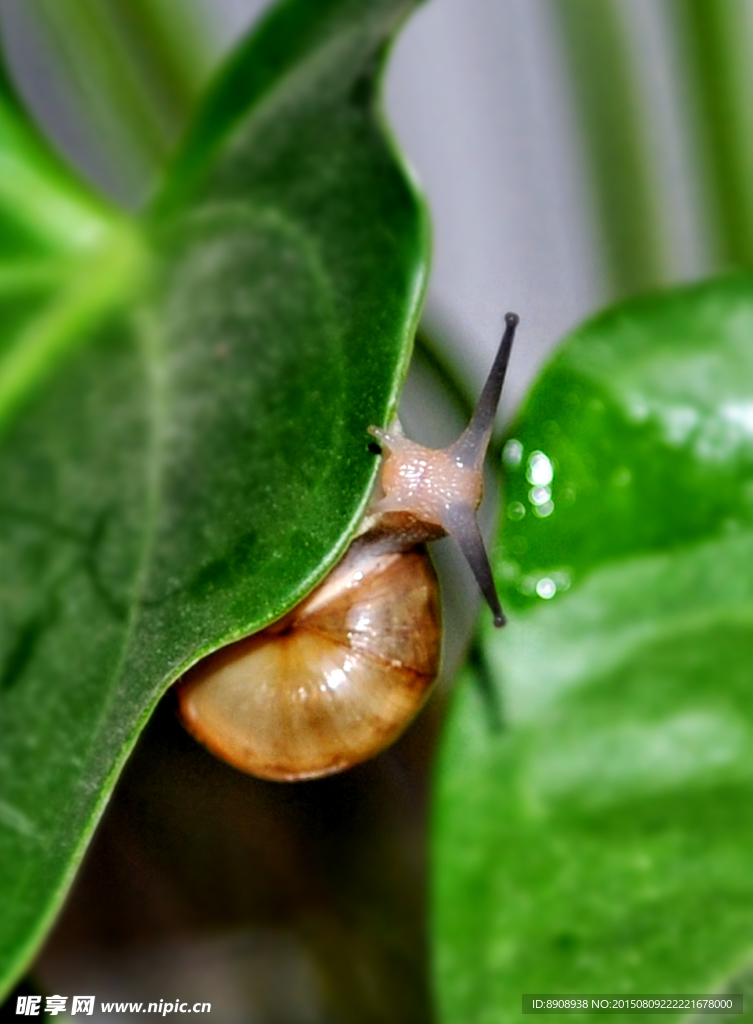 蜗牛
