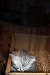 猫咪