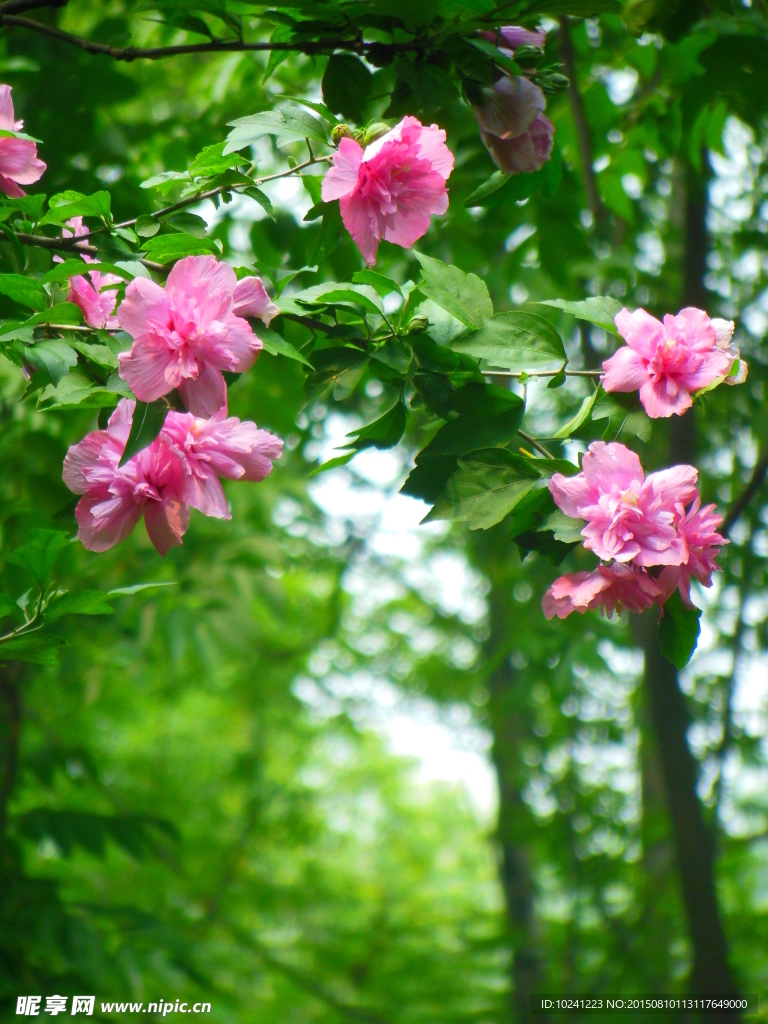 清新粉花