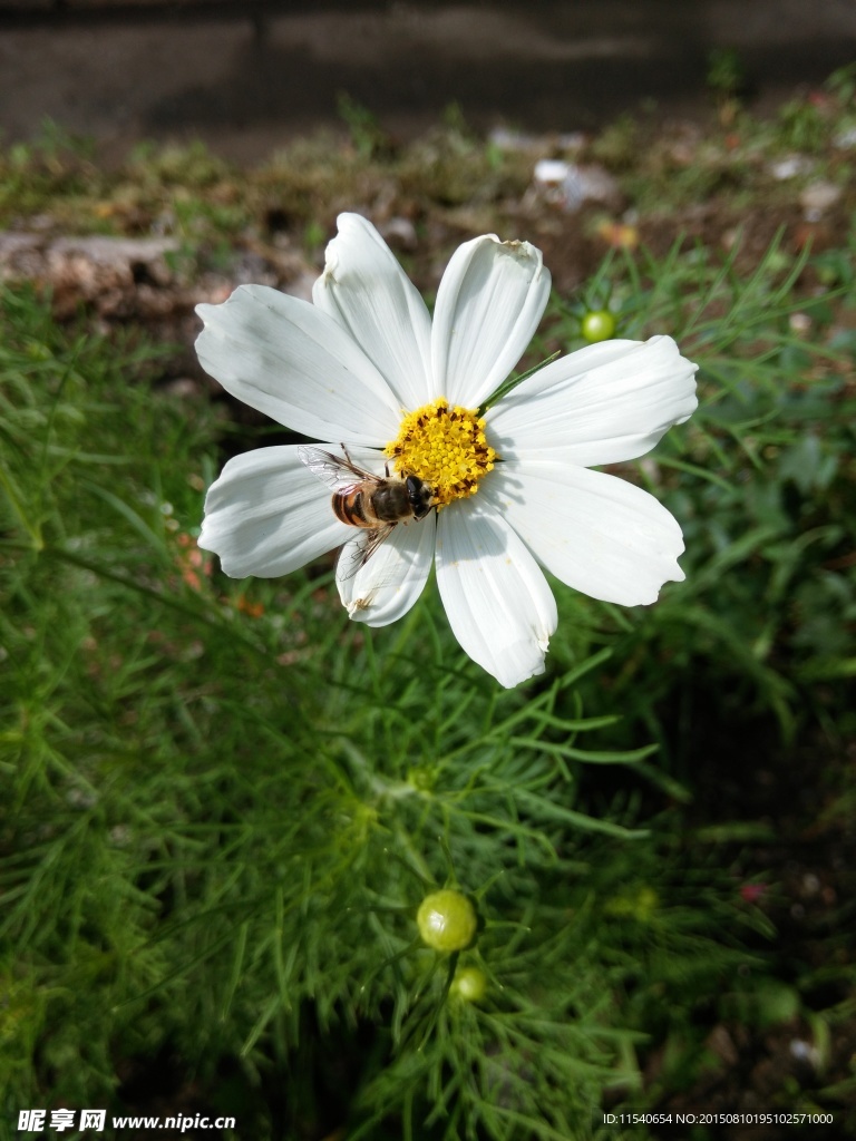 白色格桑花和小蜜蜂