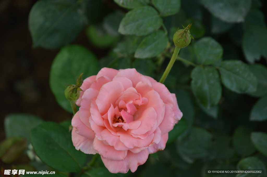 月季花