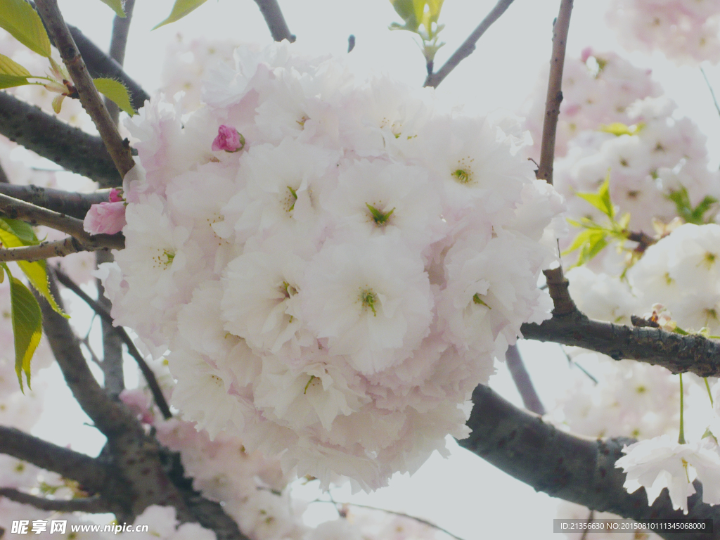 樱花团
