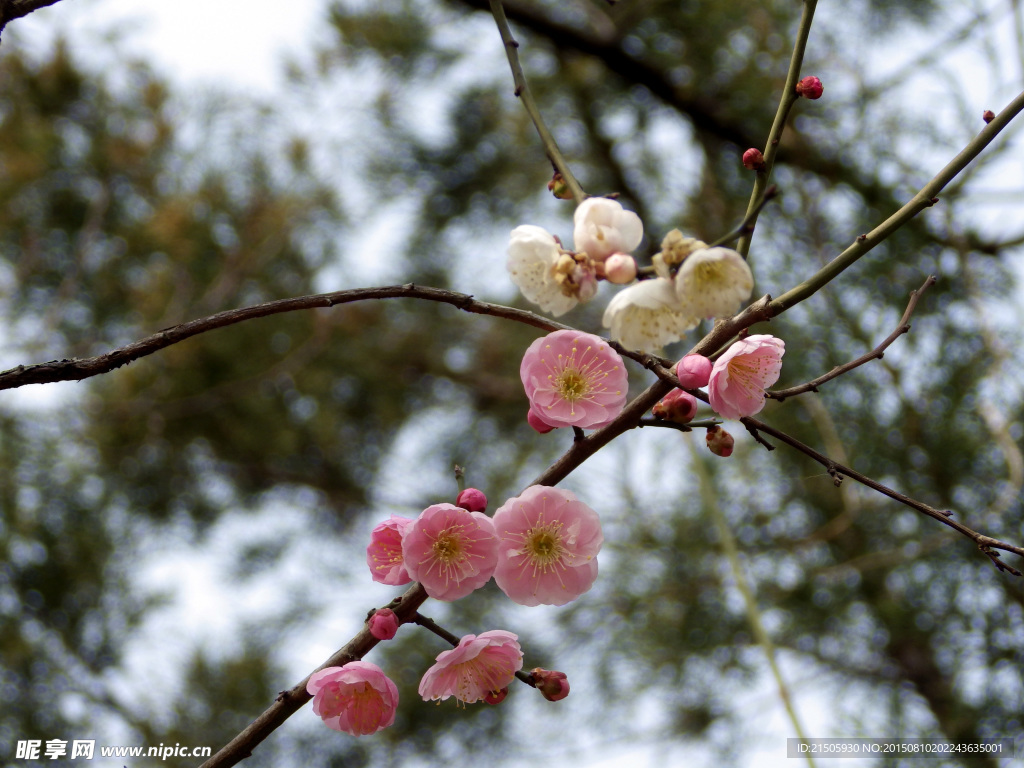 梅花