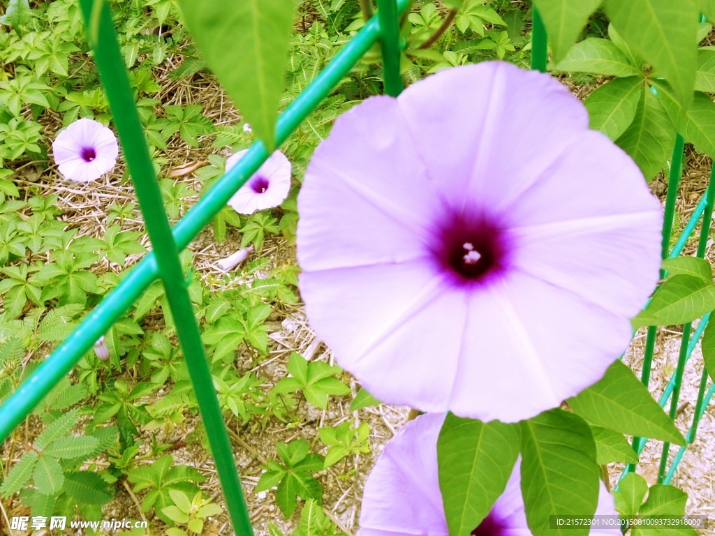 牵牛花