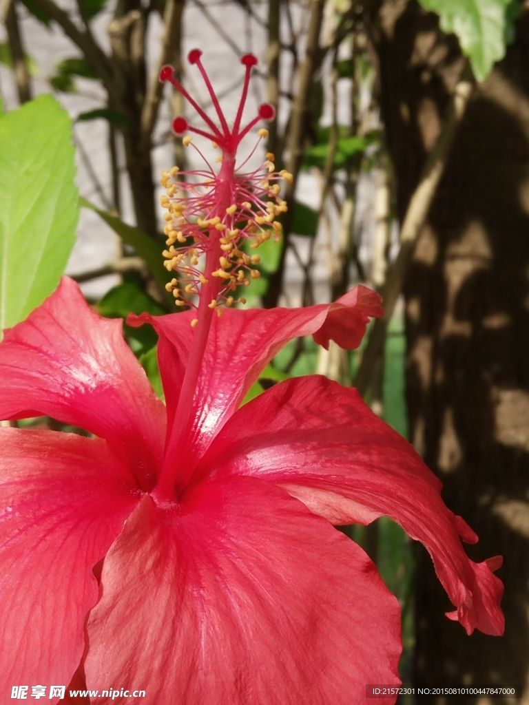 红花