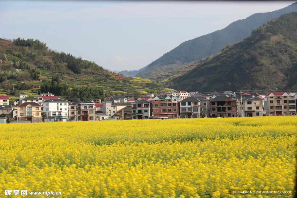 油菜花