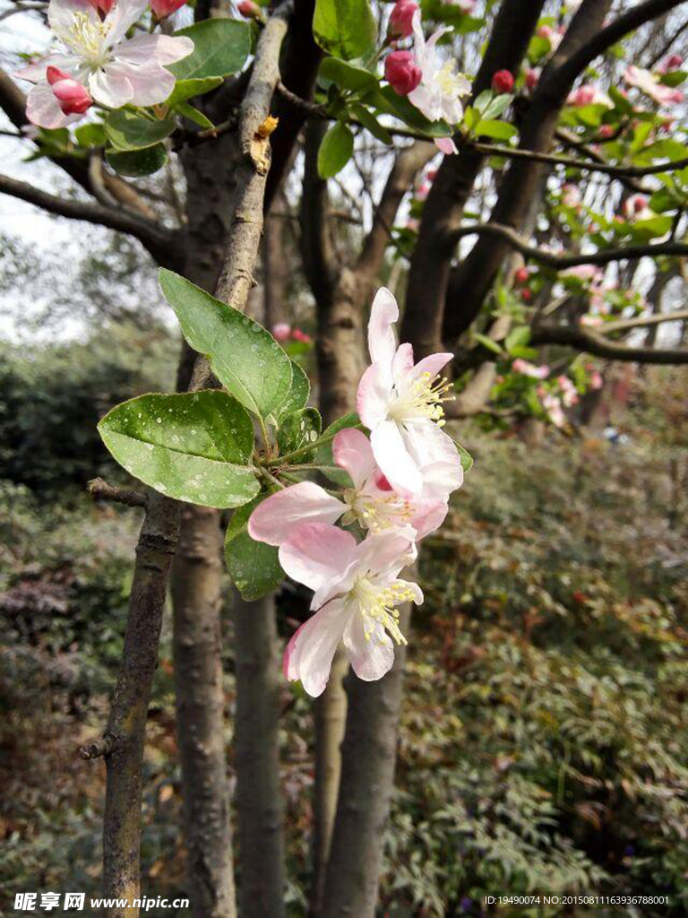海棠花