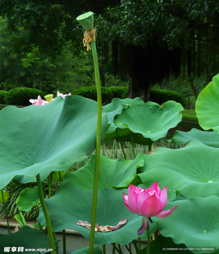 莲花（莲蓬）