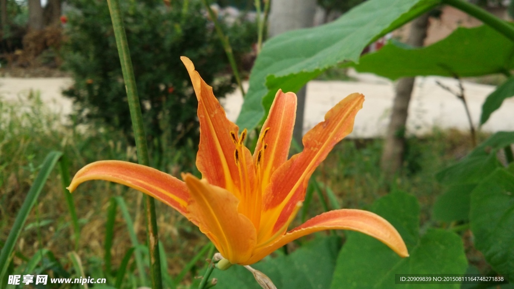 野花