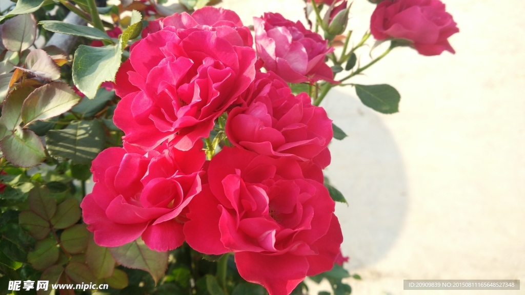 玫瑰花