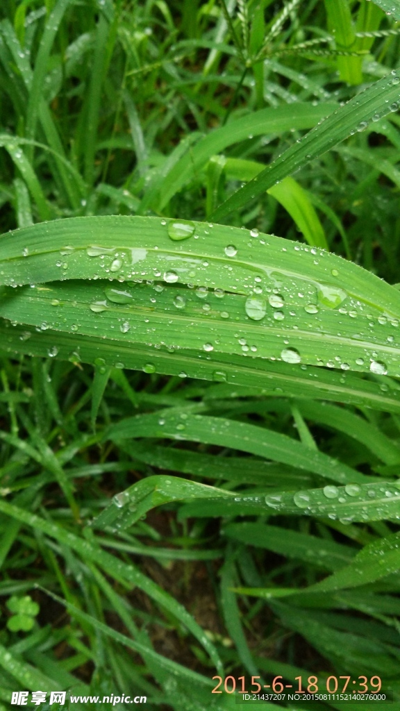 清晨的小草