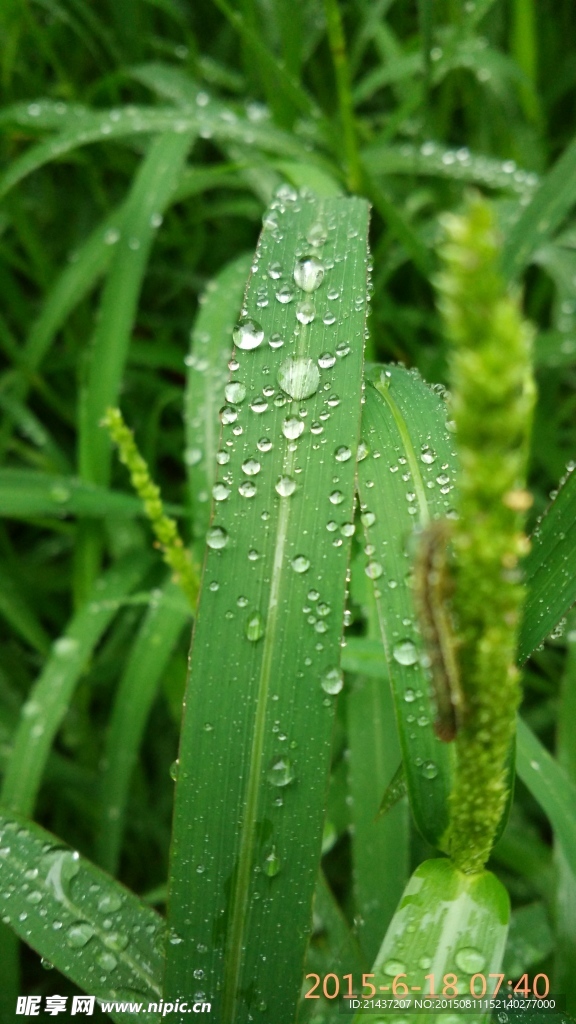 清晨的小草