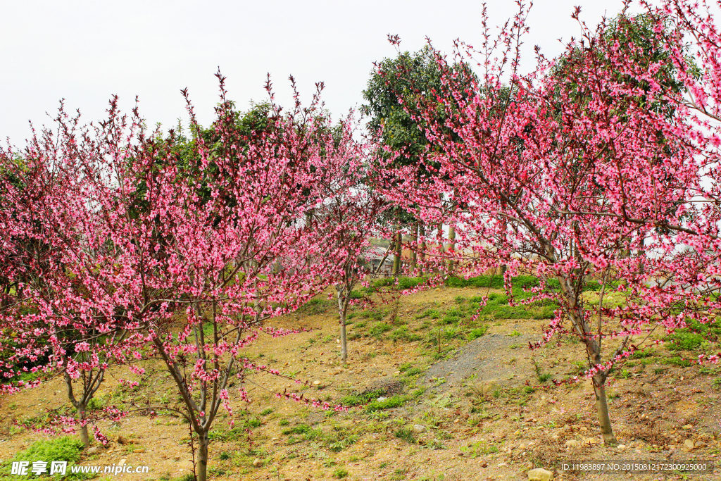 山地桃花