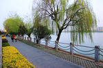 沅江岸边杨柳风景