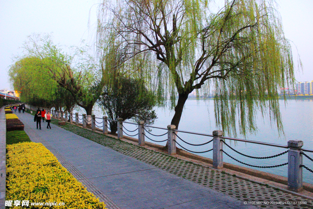 沅江岸边杨柳风景