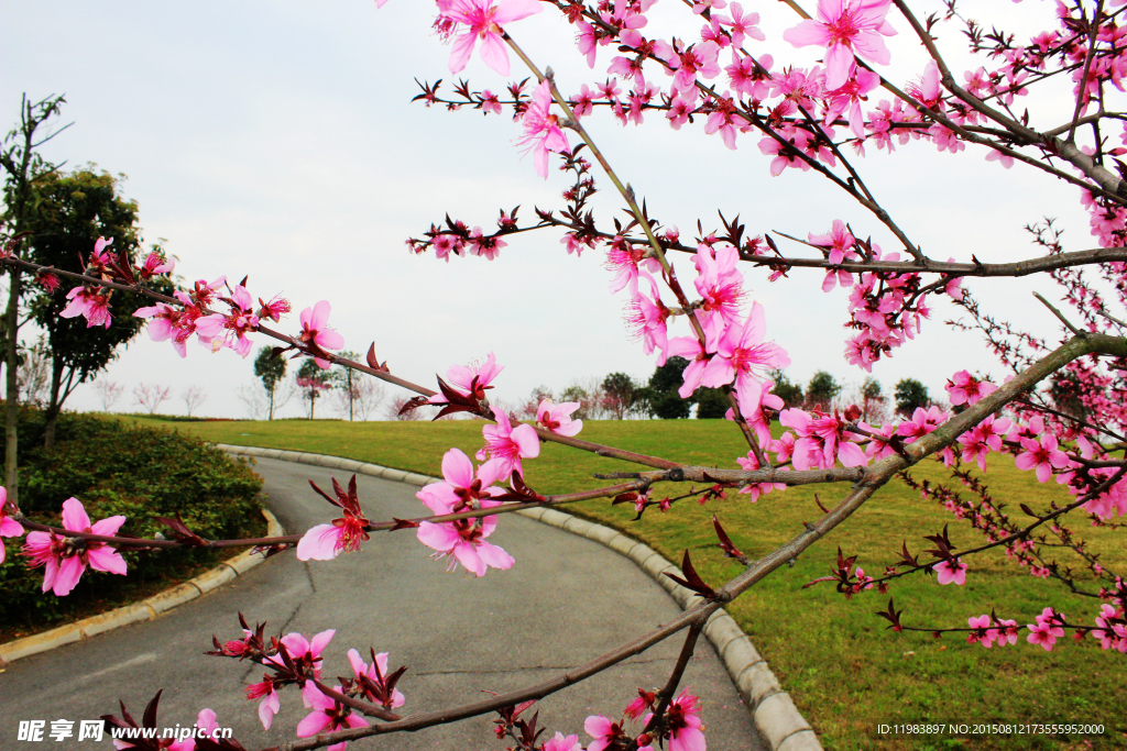 道路边桃花