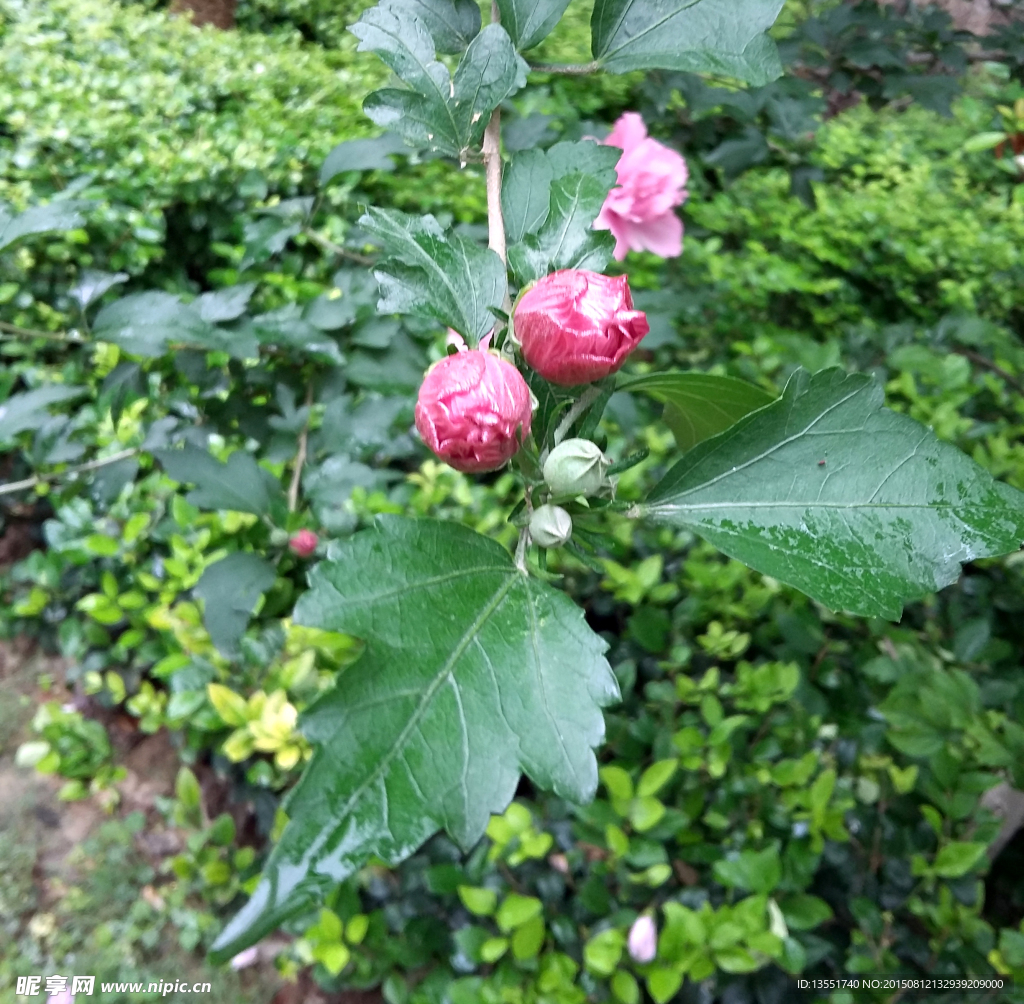 木槿花