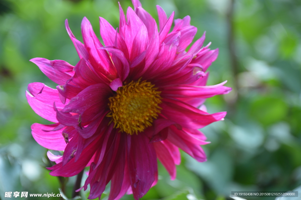 小丽花