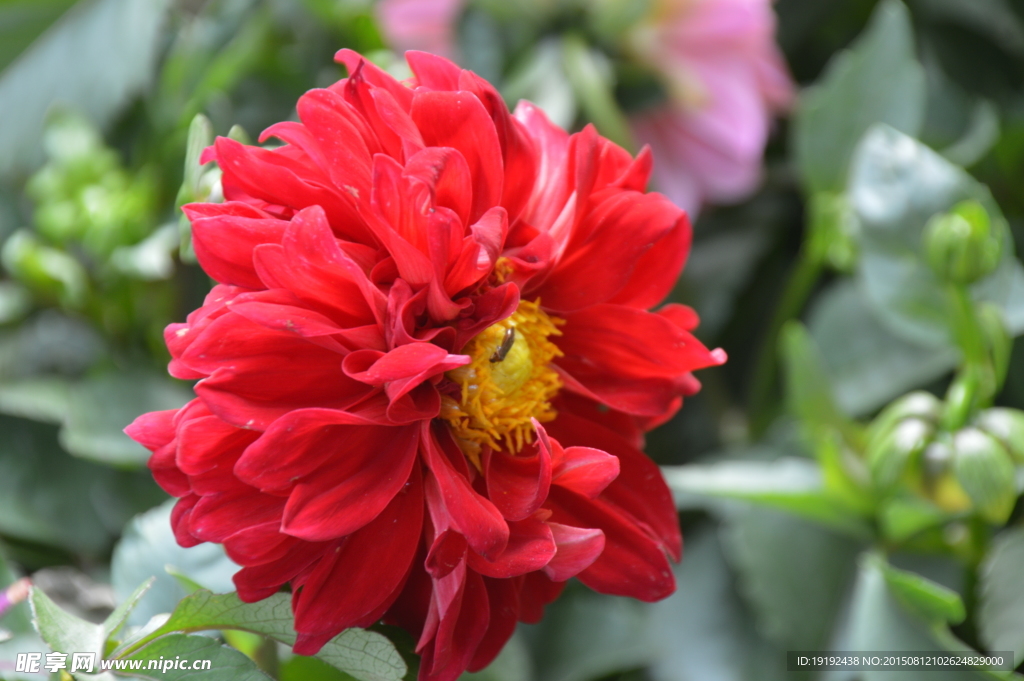 小丽花