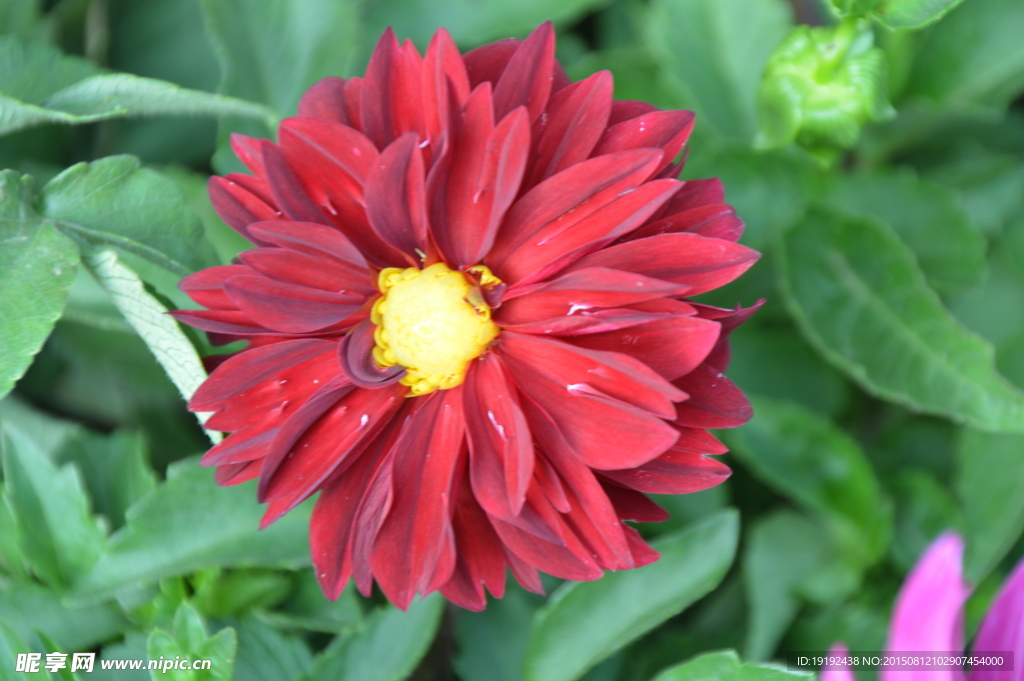 小丽花