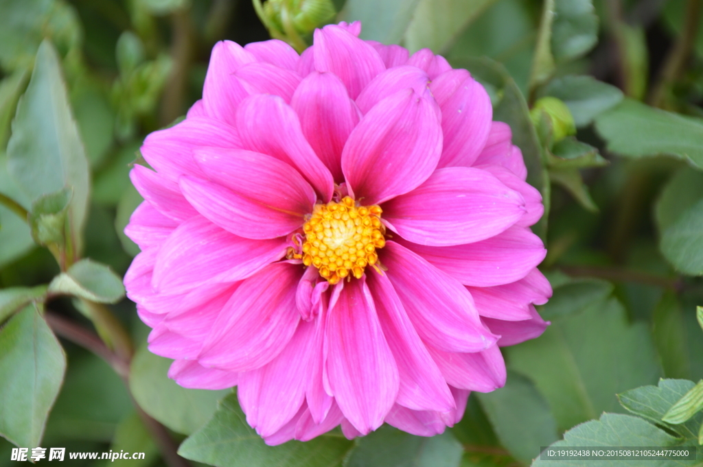 小丽花