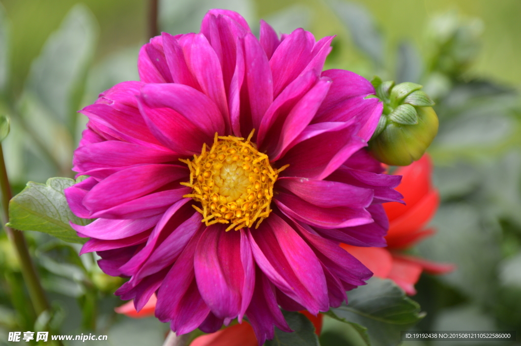小丽花